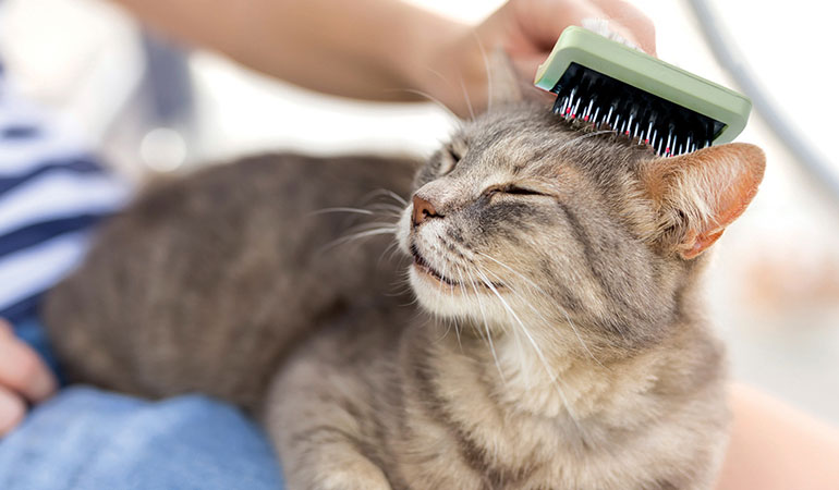 pet safari grooming