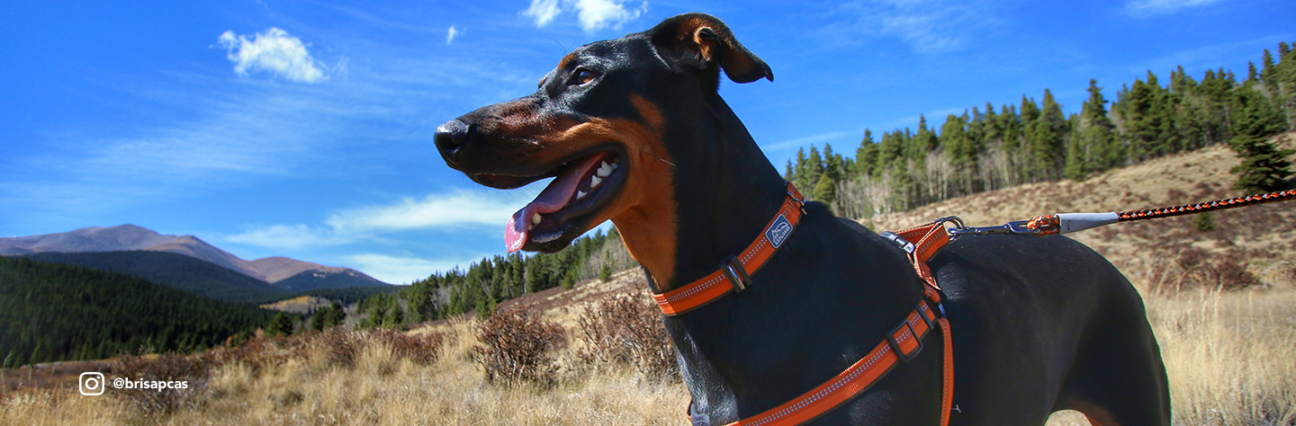 k9 adventure collar