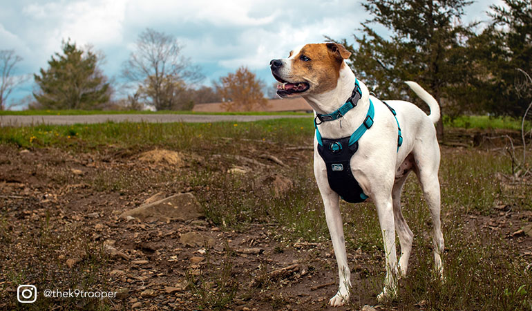 k9 adventure collar