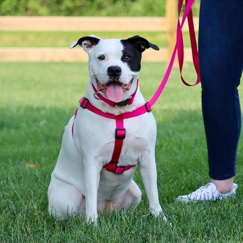 How to put a step outlet in harness on a dog