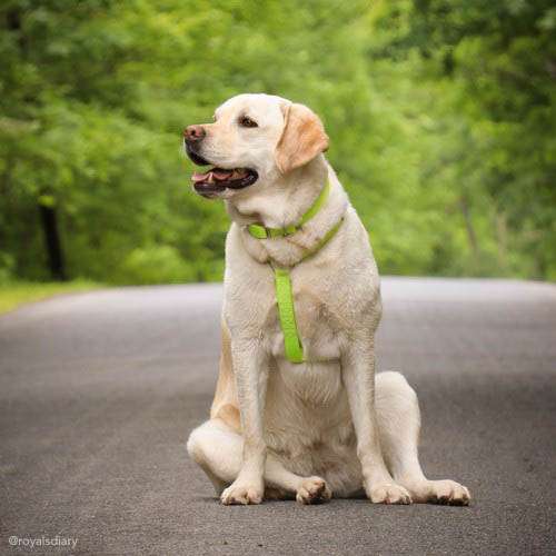 Dog harness hot sale for labs