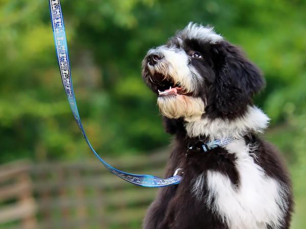 Coastal Pet Products Coastal Pet Products