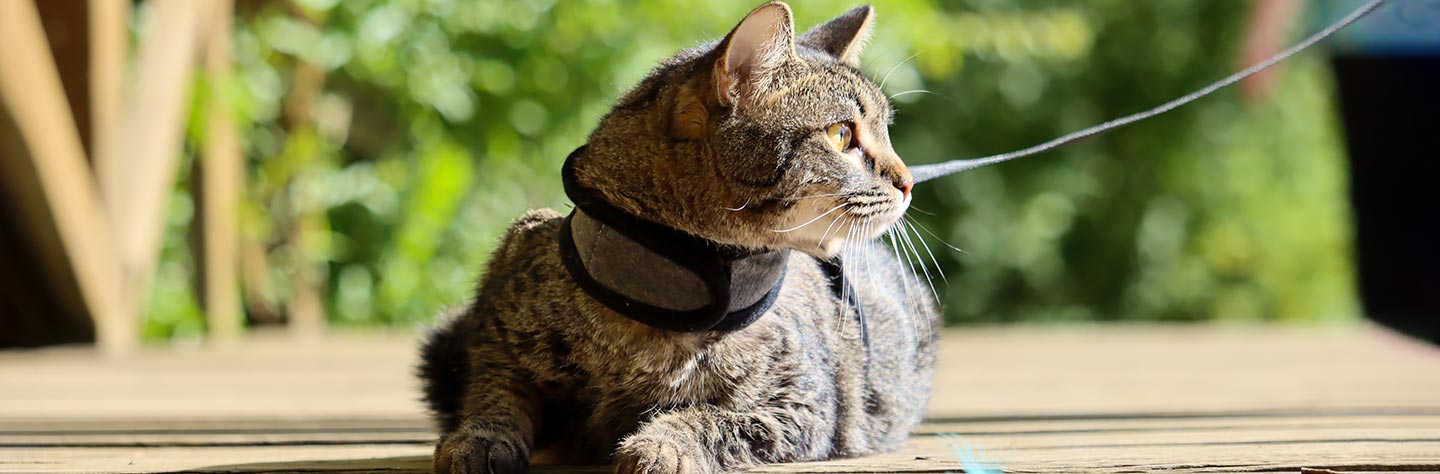 Walking a kitten on a clearance leash