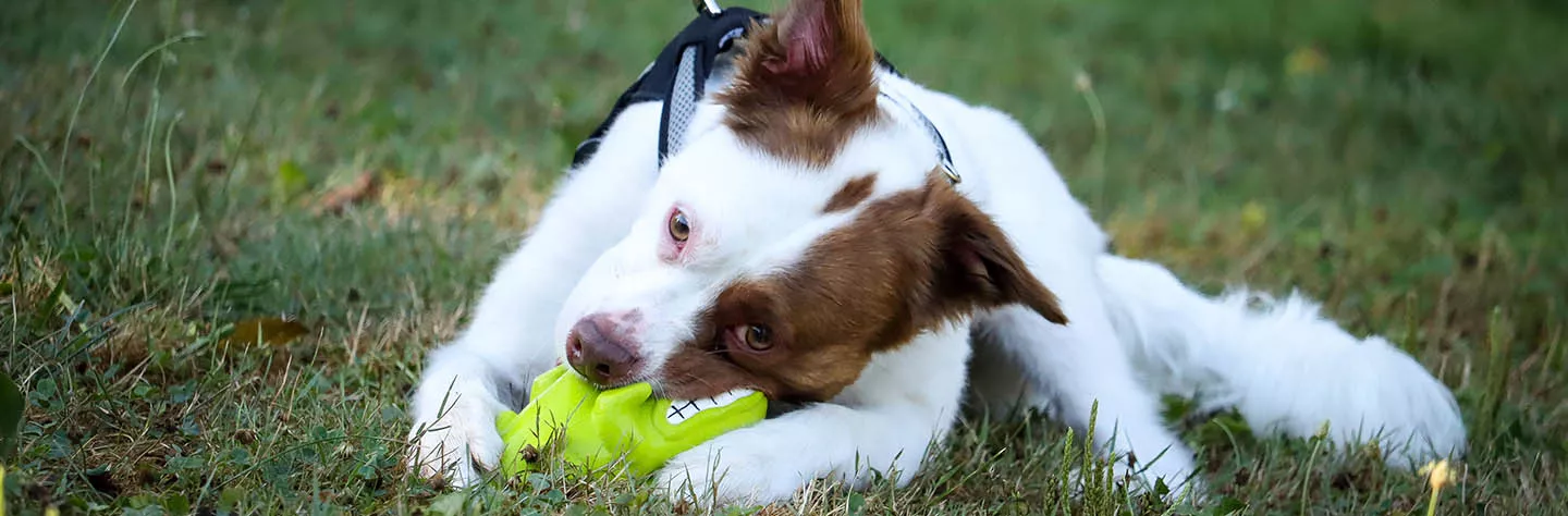 Toys for Better Health of Your Dog