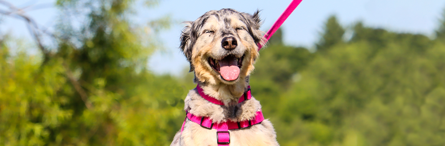 Collar on a sales dog