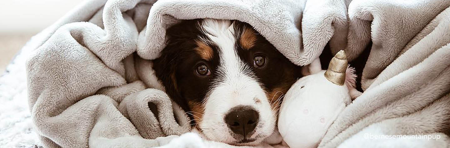 Dog separation anxiety on sale blanket