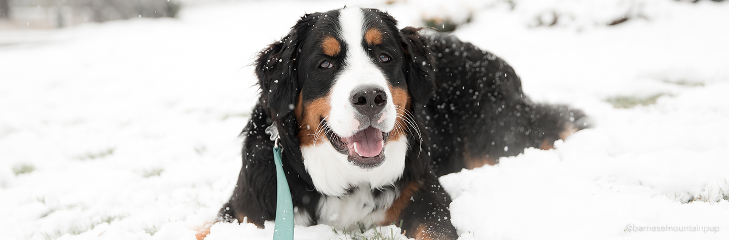 Dog Grooming in Winter: 6 Must-Know Tips | Coastal Pet Products