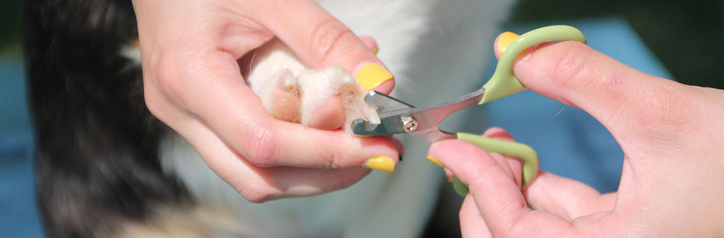 Can you cut puppies on sale nails with human nail clippers