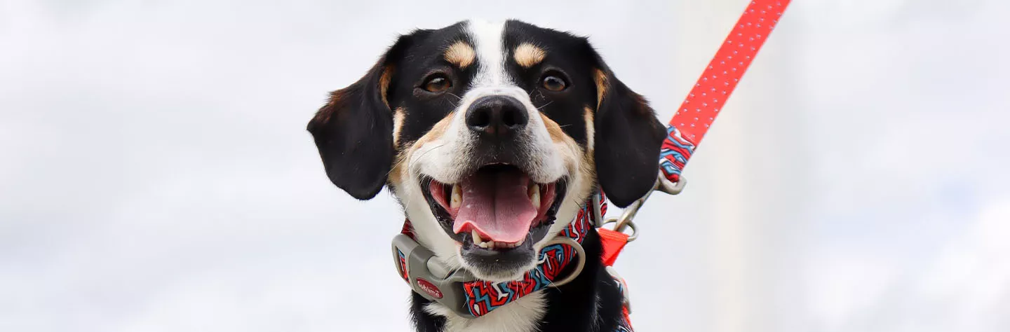 Dog Tow Rope Dog Collar PU Leather Woven Adjustable Dog Harness Medium  Large Dog Collar Cat Collar Pet Supplies Dog Collar