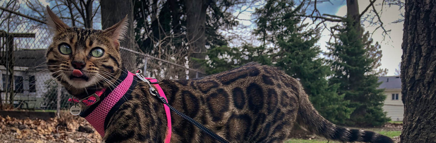Safe collars for outdoor cats hotsell