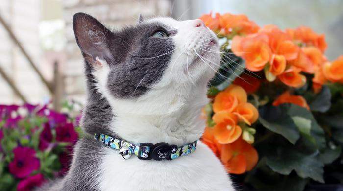 Breakaway buckles for cat hot sale collars