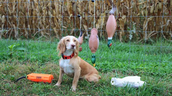 Hunting dog training outlet tools