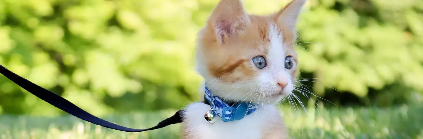 The Trendsetter Breakaway Cat Collar