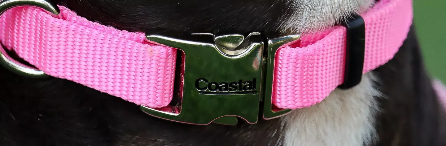 Coastal Pet Metal Buckle Nylon Personalized Dog Collar in Red, 3/4