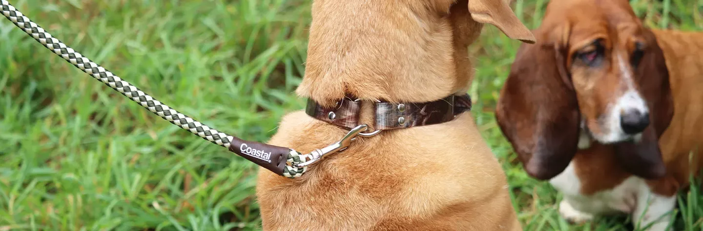 Cotton Dog Collar, Dog Pizza Collar, Metal Dog Collar
