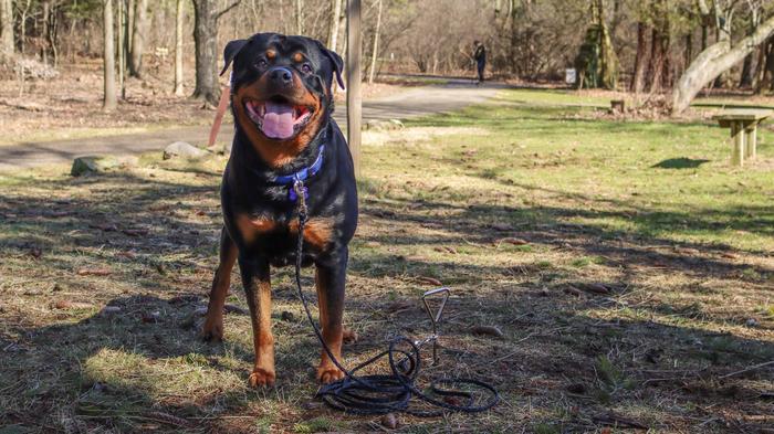 Best tie out for large clearance dogs