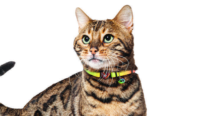 Holographic store cat collar