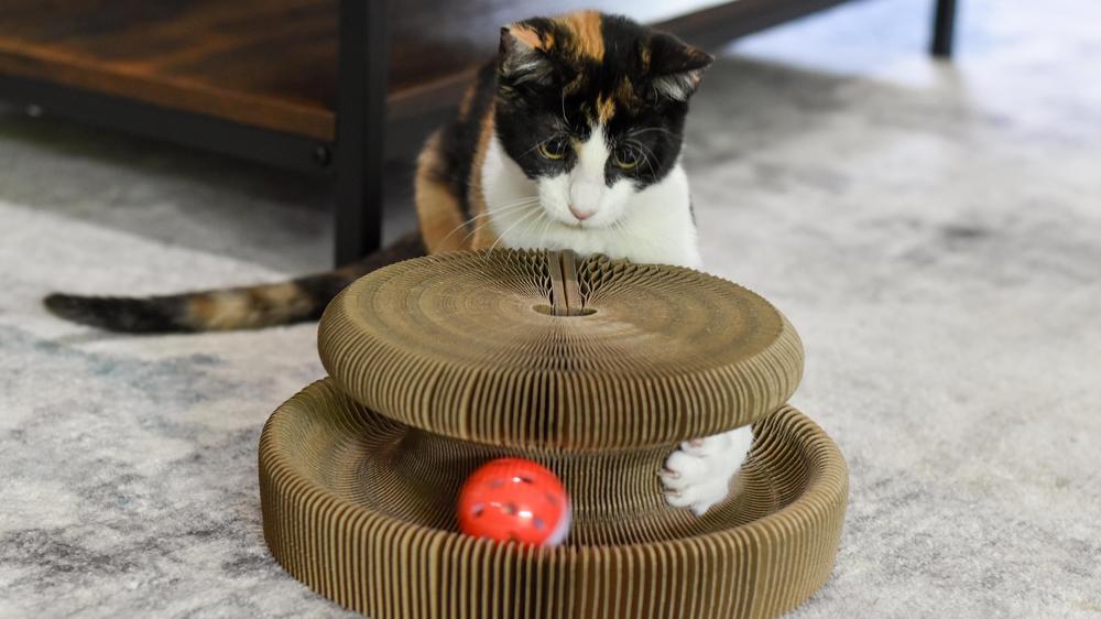 Turbo transform clearance it cat toy