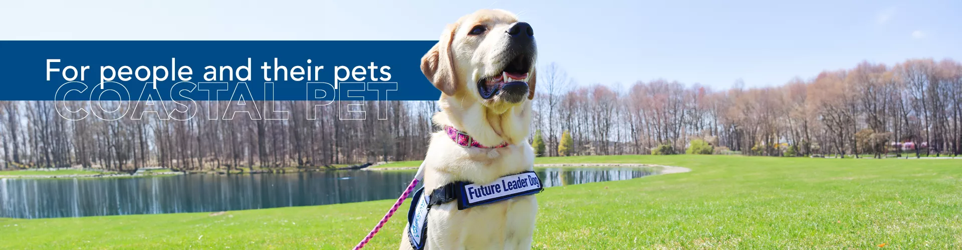 Labrador Retriever wearing a training vest that reads "Future Leader Dog"