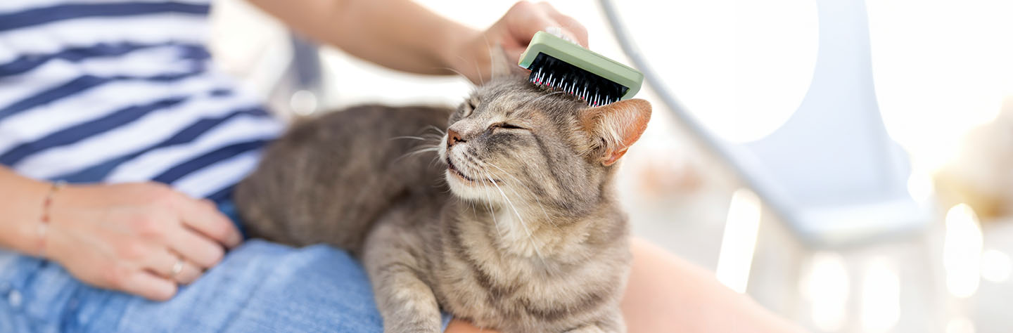 Cat hotsell grooming products