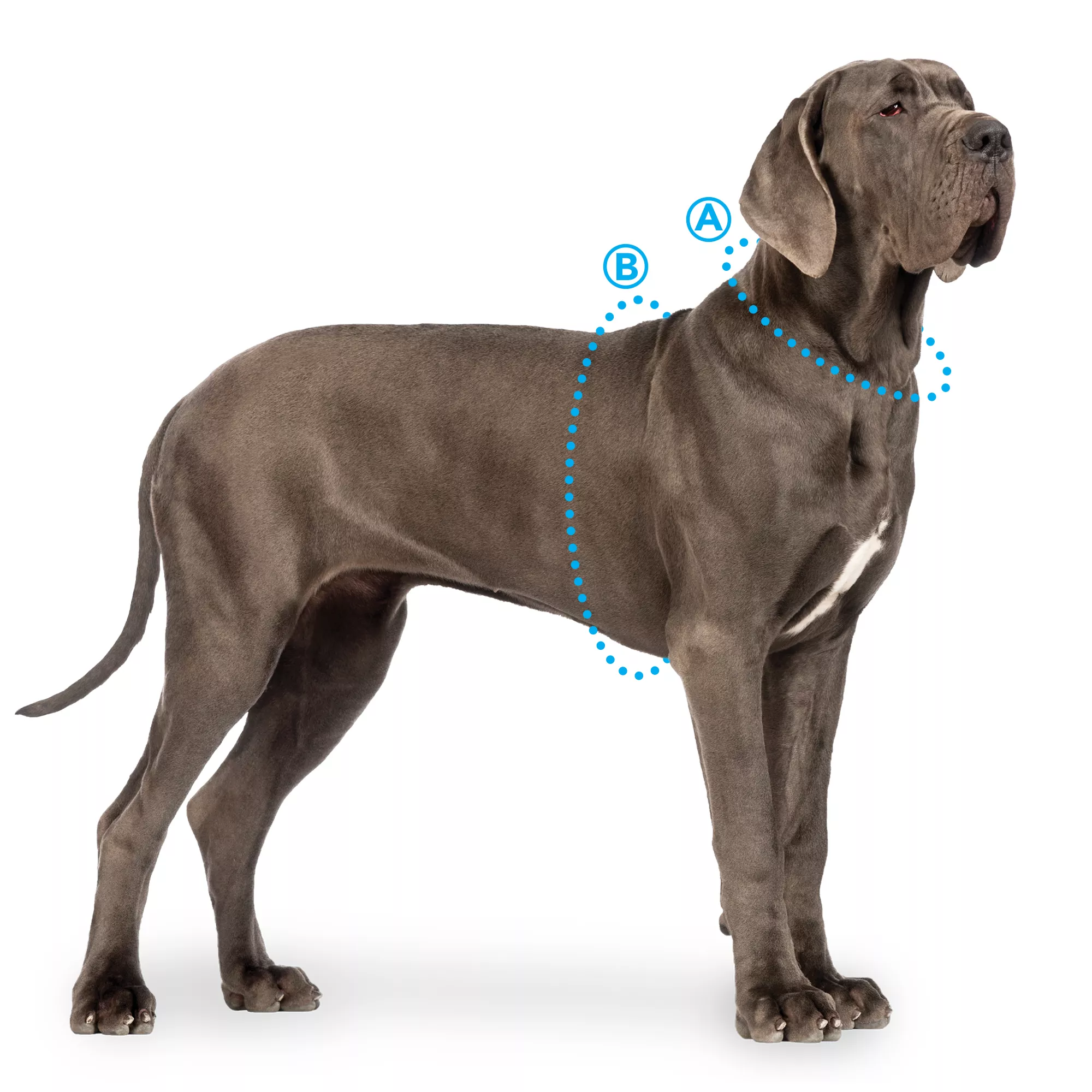 Dog Collars, Strong, Reliable & Guaranteed