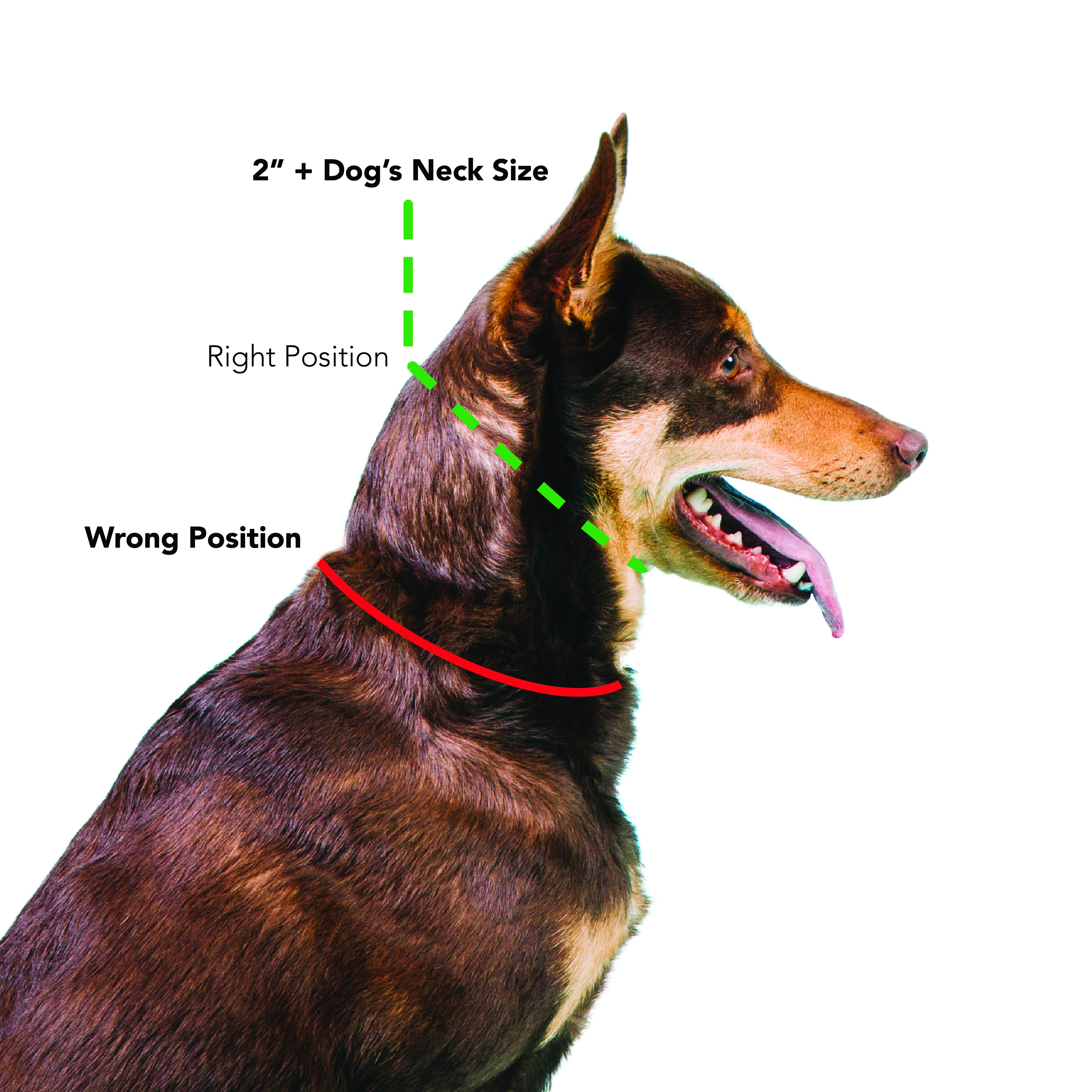 Correct prong collar clearance fit