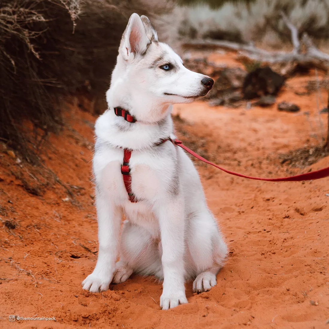 A white dog with light markings is sitting outdoors on reddish sand wearing a cranberry‑colored collar, matching harness, and matching leash. The collar and harness each include black plastic buckles, and the leash is attached to a metal ring on the harness. Grass and sandy terrain appear in the background.