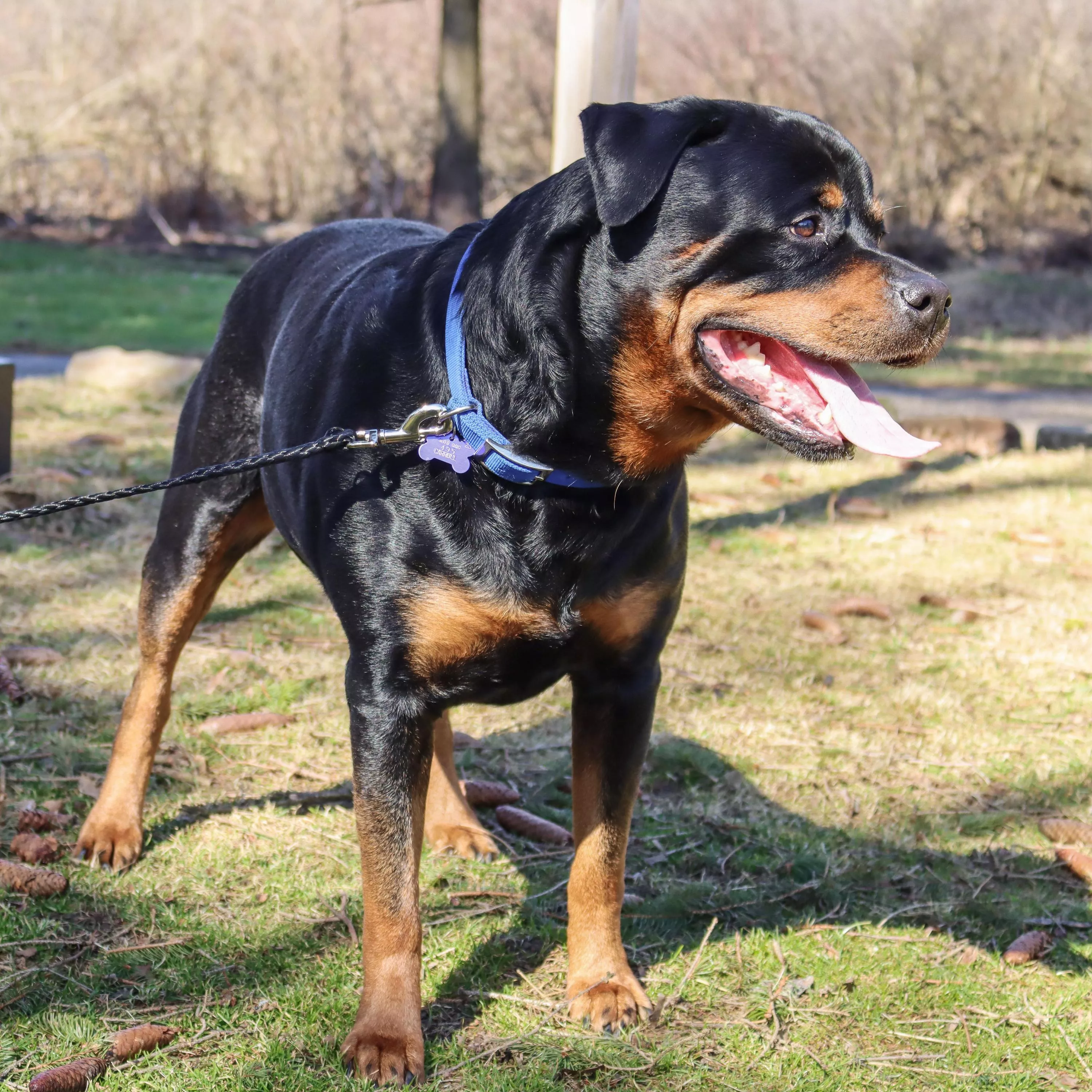 A dog with a short black and tan coat stands outdoors on grass with trees and branches in the background. The dog is wearing a blue double‑ply dog collar made of thick woven nylon with a ribbed texture and reinforced stitching. The collar has a silver‑tone metal buckle with rectangular sizing holes and a matching silver‑tone metal D‑ring. A black poly tie‑out line is attached to the D‑ring with a metal clasp. The tie‑out line is a smooth, flat black woven material extending out of frame.
