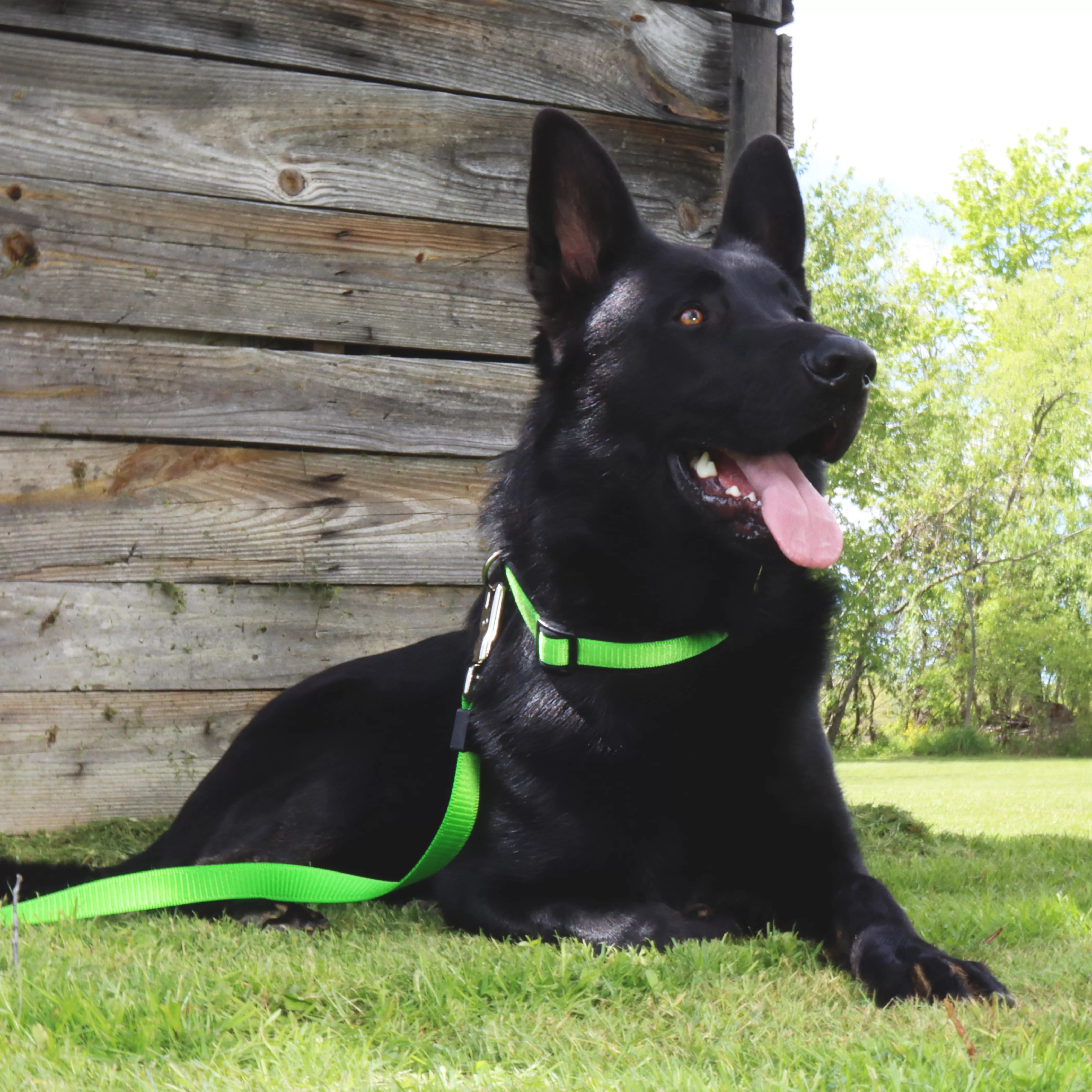 A black dog with upright ears is sitting outdoors with a green leash attached to its collar. The leash is made of a bright green woven strap and connects to the dog’s collar with a silver metal snap. The background includes grass, trees, and bright sunlight.