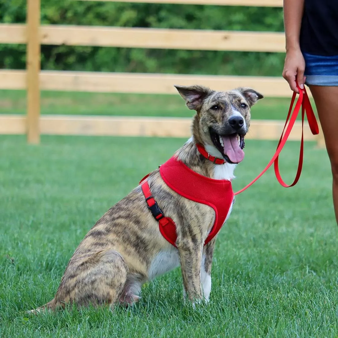 A dog with a short brindle coat walks outdoors wearing a red collar, leash, and Comfort Soft harness. The collar is made of single‑ply red woven nylon with a silver‑tone buckle and D‑ring. A red leash connects to the D‑ring with a metal clasp. The dog also wears a red Comfort Soft harness constructed of padded mesh with red woven straps and black plastic adjustment components. The background includes fencing, grass, and outdoor scenery.