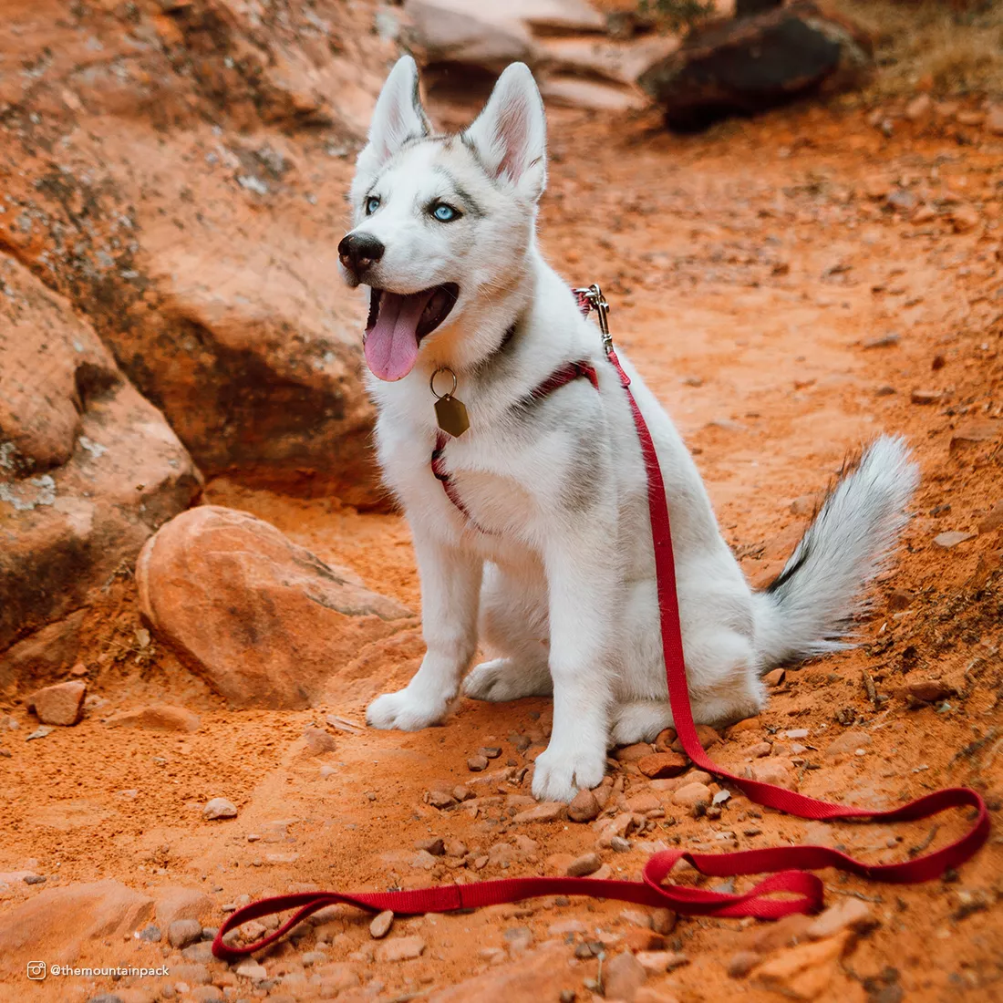 A dog sits on reddish rocky ground wearing a cranberry‑colored collar, harness, and leash. The leash rests on the ground in front of the dog, and the harness straps are visible across the chest.