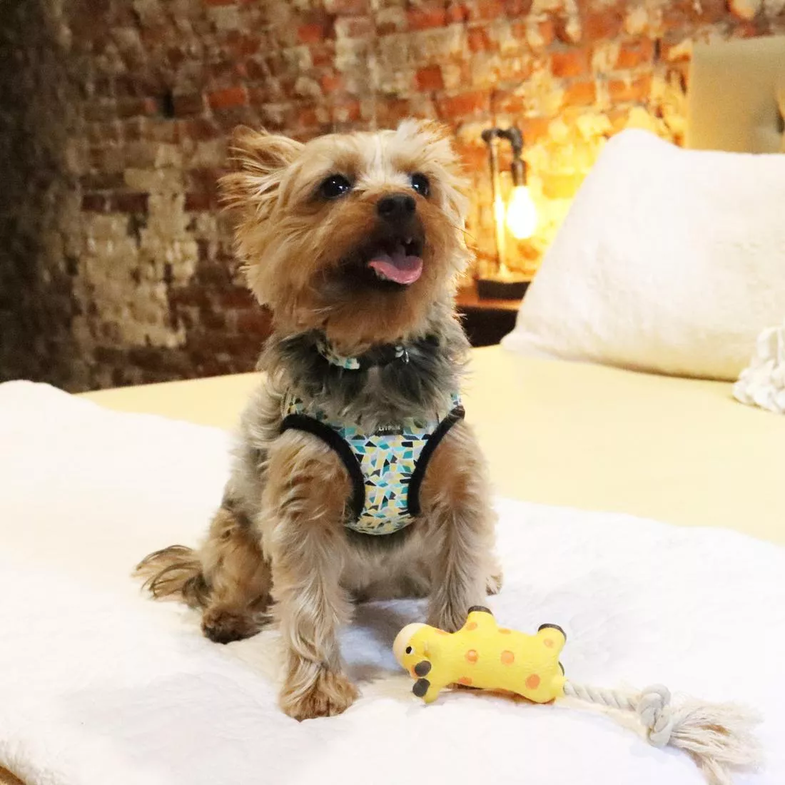 Photo of a  tan dog sitting indoors on a neatly made bed wearing the Li'l Pals Adjustable Patterned Dog Collar in Teal Yellow Grey Stained Glass along with the Li'l Pals Canvas Dog Harness. The collar features a multicolored geometric pattern in teal, yellow, grey, and white with teal plastic hardware. The harness is made of canvas material with the same pattern as the collar and with black trim and black plastic buckles, fitting around the dog’s chest and shoulders. A  yellow giraffe latex and rope toy rests near the dog’s paws, and warm indoor lighting highlights the cozy bedroom setting.