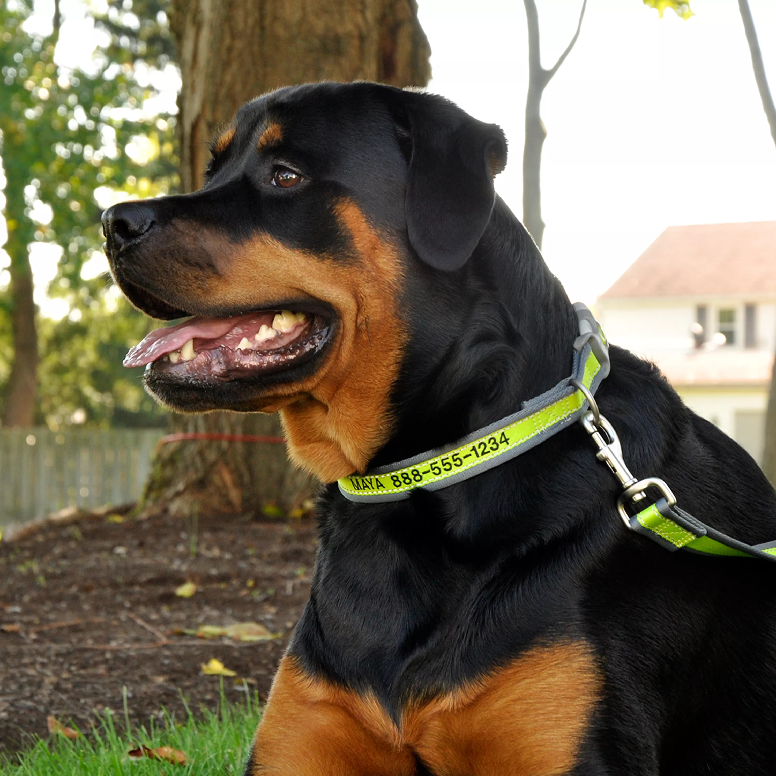 A dog with black-and-tan fur sits outdoors near a tree trunk. The dog wears a bright green reflective collar with gray hardware, including a silver-colored metal D‑ring. The reflective strip runs along the length of the collar. The background includes grass, leaves, and soft daylight. White embroidered text reads "MAYA 888-555-1234".