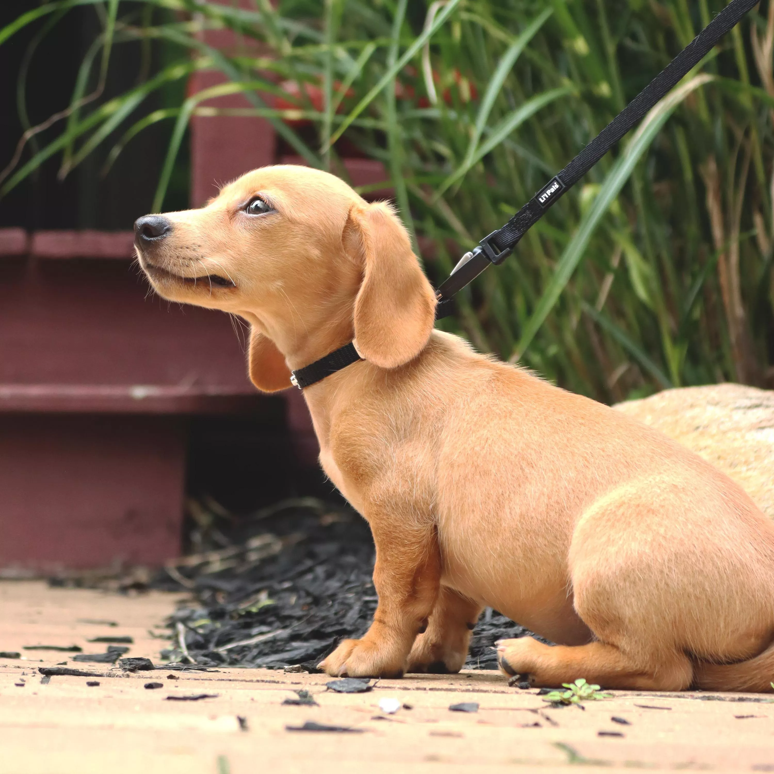 Photo of a  tan dachshund puppy sitting in green grass while wearing the Li'l Pals Jeweled Nylon Dog Collar in Black. The collar features a black strap accented with  clear jewels spaced evenly along the length. A black leash with an E‑Z Snap® connector is attached to the collar’s D‑ring. The puppy tilts its head upward, and a grassy lawn with soft out‑of‑focus background elements completes the scene.