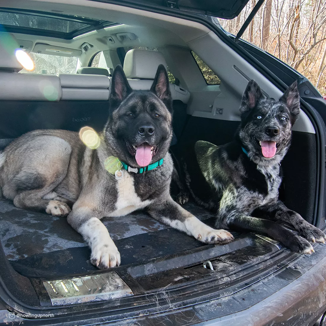 Two dogs lie in the rear cargo area of an SUV on top of a gray cargo floor cover. The cover spans the entire cargo space and features a heather‑gray fabric surface. The edges contour naturally to the vehicle’s interior. The dogs rest comfortably on the cover, and the open hatch reveals an outdoor wooded area in the background. The cover protects the cargo floor from dirt and debris.