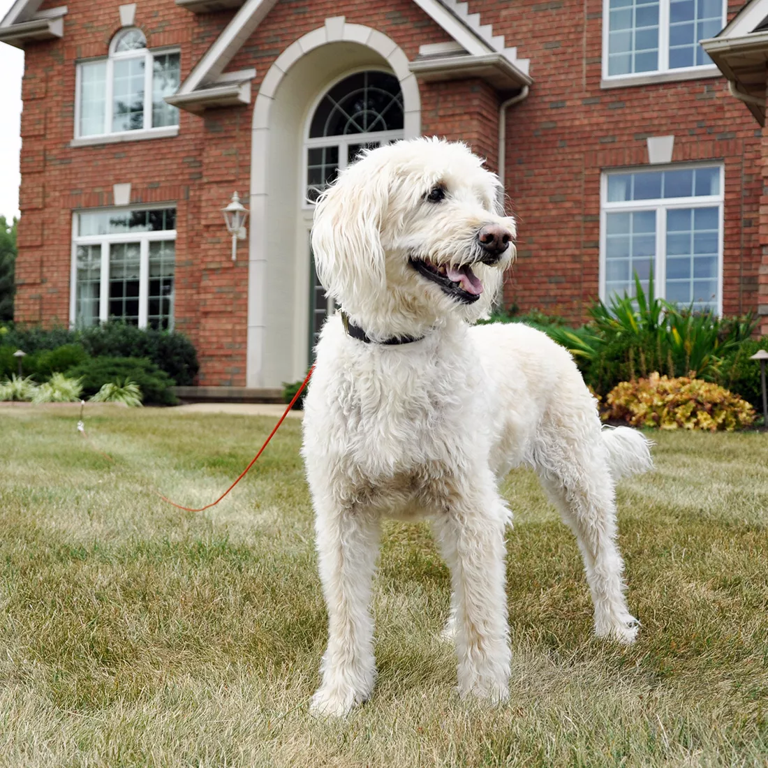 A large light‑colored dog with curly fur stands on a grassy lawn in front of a brick house with white trim. The dog wears a black collar. A red tie‑out cable extends from the dog’s collar toward a point outside the frame. The background includes shrubs, mulch, and the exterior of the home, with windows and architectural detailing visible.