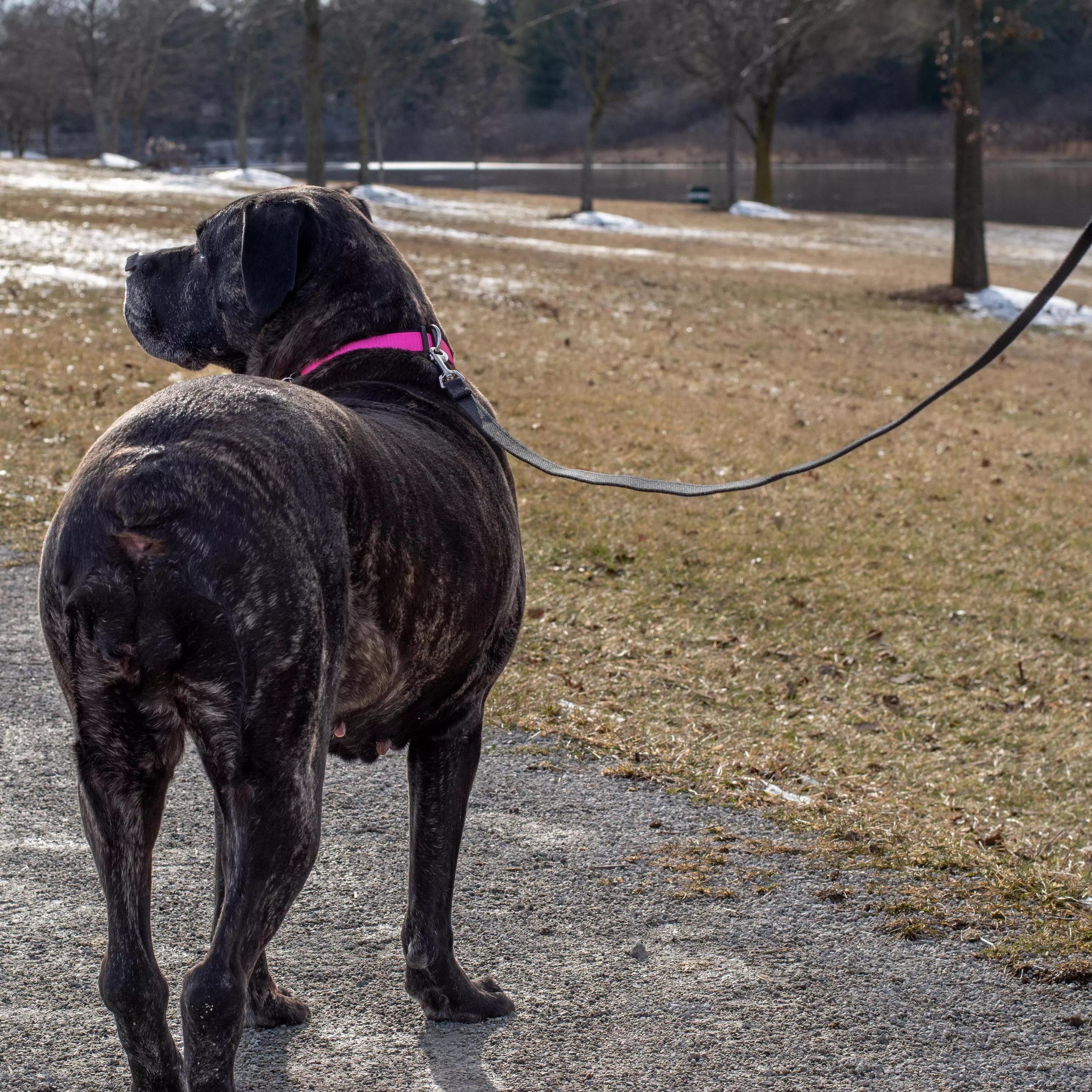 A large dark‑brindle dog stands on a paved outdoor path wearing a pink collar. A black cotton web training leash is attached to the collar with a silver metal swivel snap hook. The leash extends upward to a person. The background includes pavement, grass, and several trees.