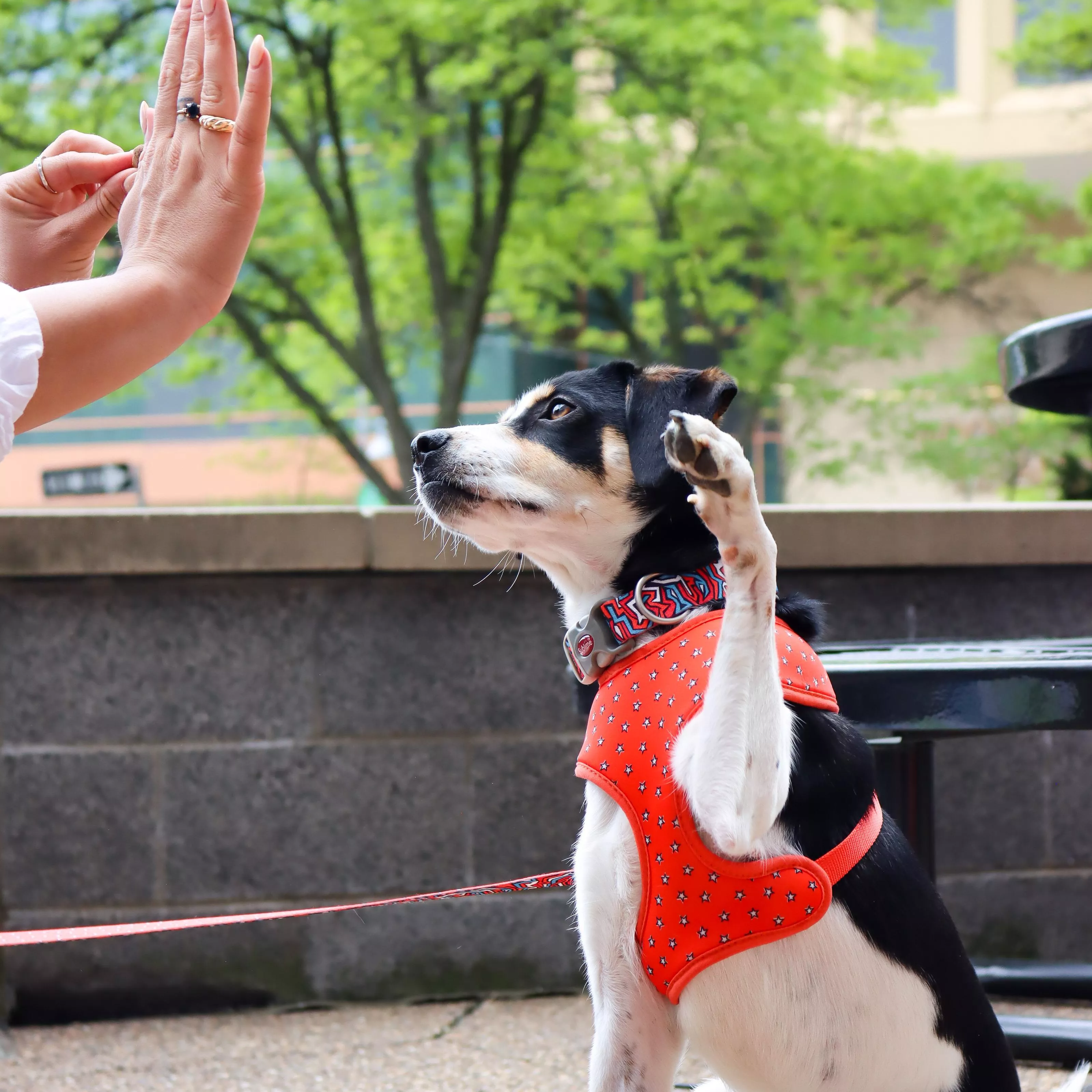 A dog with a short coat sits upright on a concrete bench outdoors. The dog wears a red harness patterned with blue stars, outlined with red trim. A matching collar is visible around the dog’s neck. A red leash extends from the harness to a person seated beside the dog. Only the person’s lower torso, hands, and legs are visible. The person wears blue jeans and black shoes. The scene includes a background of green shrubs, grass, and a blurred building.