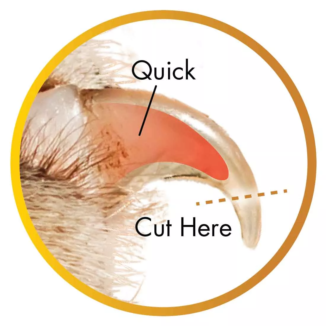 A close‑up illustration showing a dog’s nail within a circular golden border. A yellow dotted line marks a suggested cutting point near the nail tip. The pink inner portion of the nail is labeled “Quick.” The area beyond the dotted line at the tip is labeled “Cut Here.” The nail is shown against a beige fur background.