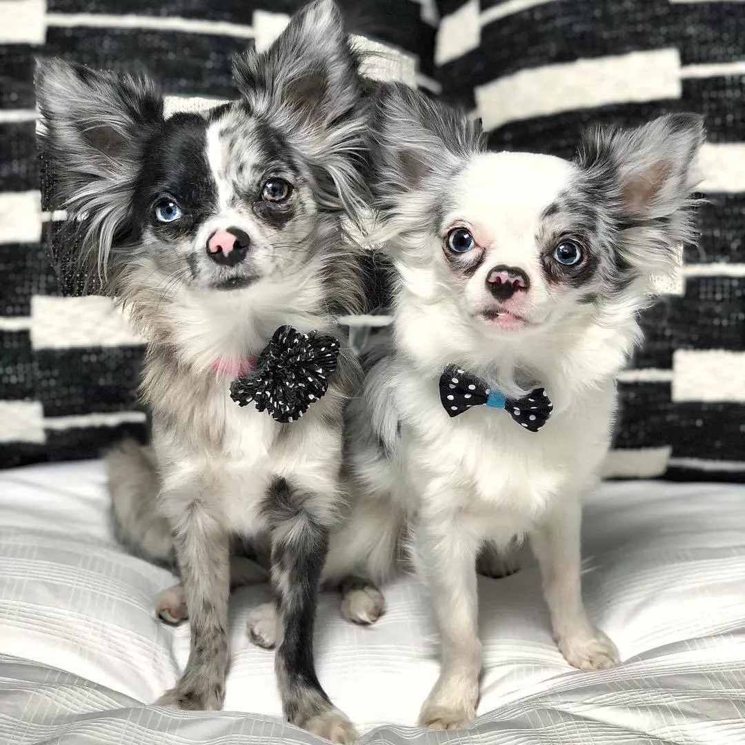 Two small dogs are sitting together indoors, each wearing a different collar. The dog on the left is wearing a black microfiber collar decorated with light‑blue circular dots and fitted with a black plastic buckle. The dog on the right is wearing a pink microfiber collar with a large black flower embellishment made of layered petals, along with a black plastic buckle. The dogs sit on a white cushion with a black‑and‑white striped background behind them.