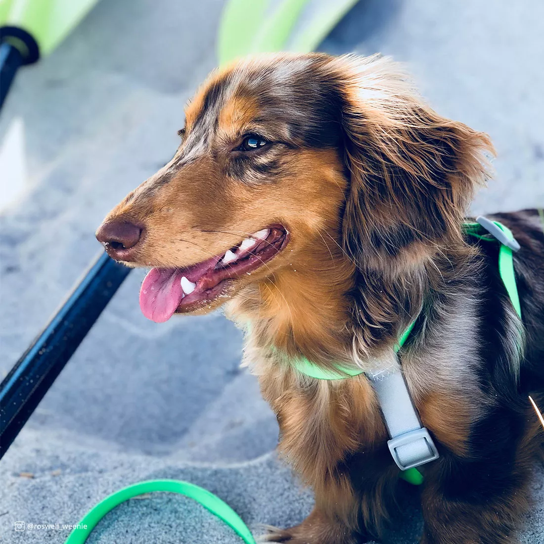 A dog is sitting in an outdoor setting with a lime‑colored waterproof harness and a matching lime waterproof leash visible beside it. The harness is made of smooth lime material with plastic hardware and adjustable strap sections. A metal D‑ring is attached at the top of the harness. The leash is the same lime color, resting near the dog. The background includes a vehicle interior and sunlight casting shadows across the scene.