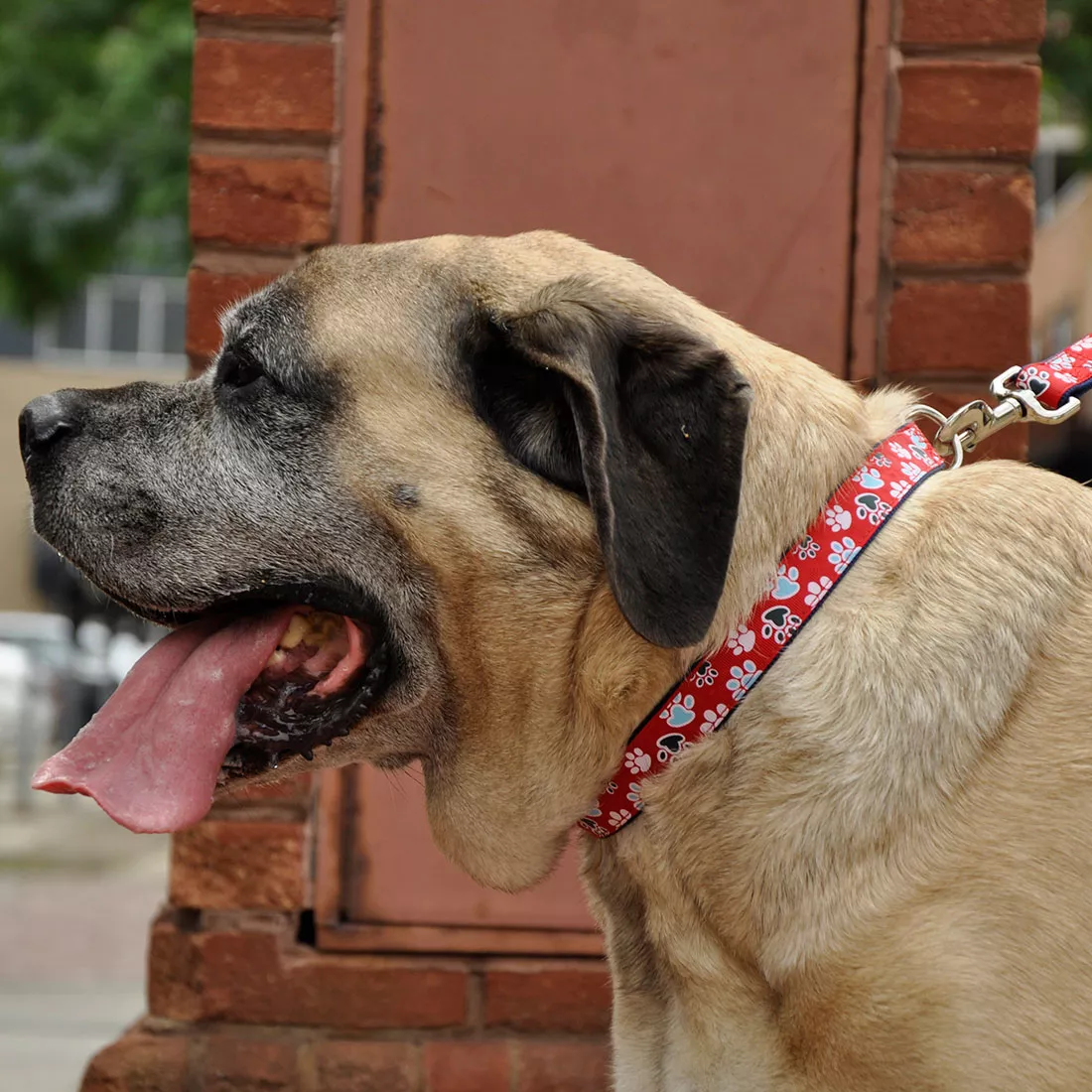 A dog wearing a red adjustable collar with a white paw‑print pattern and a metal buckle. A matching leash is attached. The background includes a brick wall and outdoor surroundings.