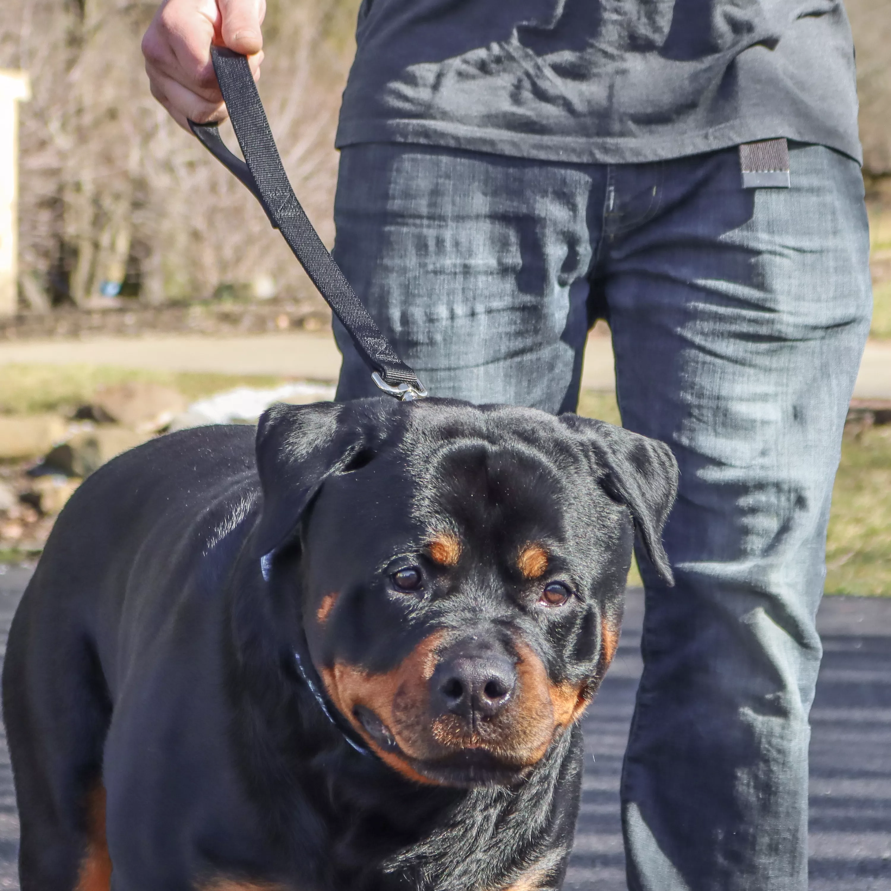 A dog with a short black and tan coat stands on a paved surface beside a person whose lower body is visible. The dog is wearing a black double‑ply traffic leash made of thick woven nylon. The leash is attached to the collar with a silver‑tone metal swivel bolt‑snap clasp. The person holds the short leash close to the dog. The background includes pavement, grass, and blurred trees.