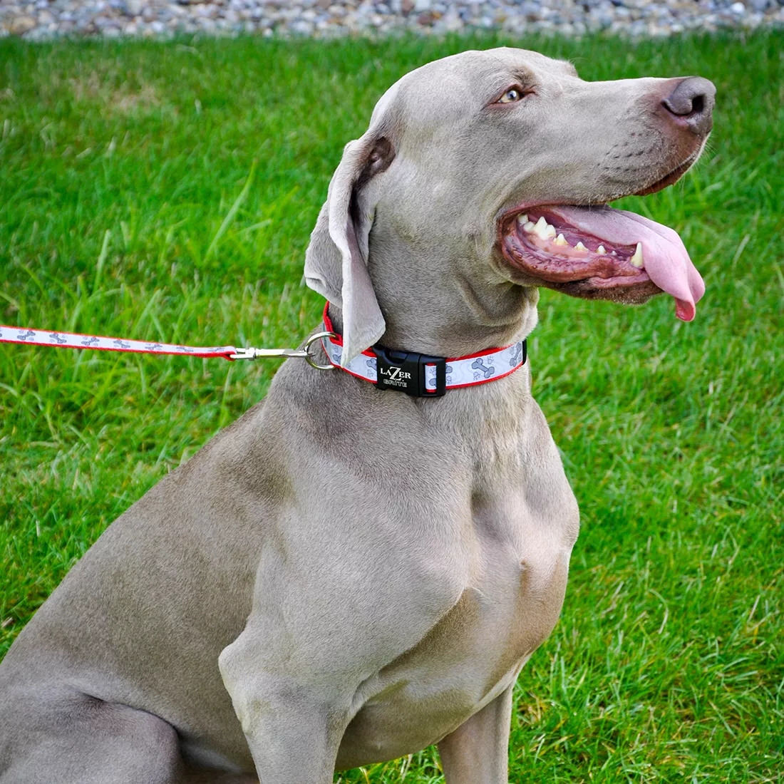 A dog is seated on bright green grass outdoors. Around the dog’s neck is an adjustable collar featuring a black base with a repeating pattern of red paw prints and red bone shapes. The collar includes reflective-looking white or light gray accents integrated into the patterned area. A matching leash is attached to the collar by a silver‑tone metal ring. The leash displays the same black background with red paw prints and red bone shapes. The metal hardware appears smooth and rounded, with a polished finish. The grass beneath and around the dog is evenly trimmed and uniformly green.