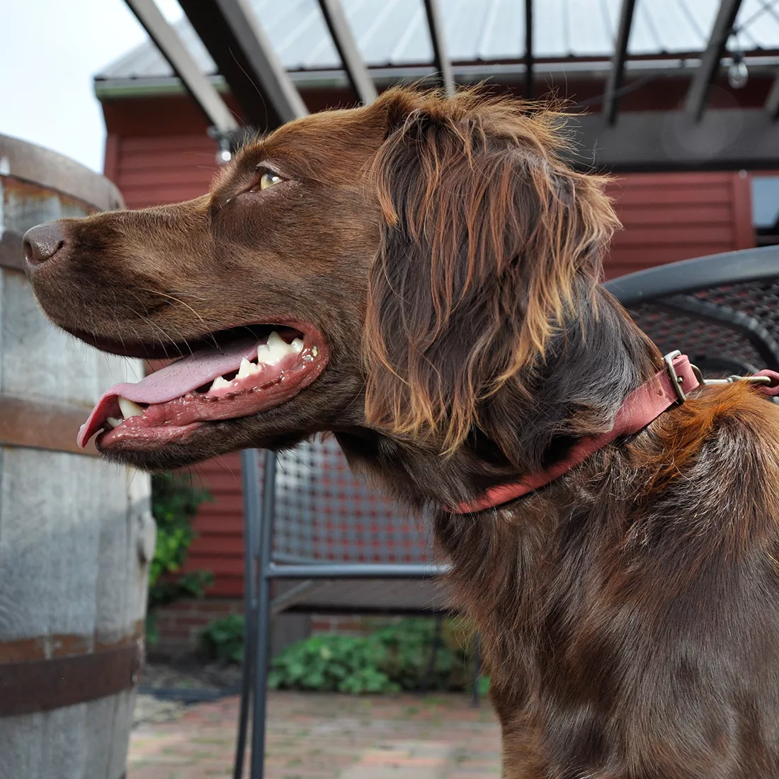 A dog stands outdoors wearing the Circle T® Rustic Leather Round Dog Collar in Brick Red. The rounded leather collar, in a warm brick‑red tone, sits smoothly around the dog’s neck. The brass‑colored buckle and D‑ring are visible along the side. The leather has a lightly textured matte surface. The background features outdoor greenery, wooden structures, and natural lighting.
