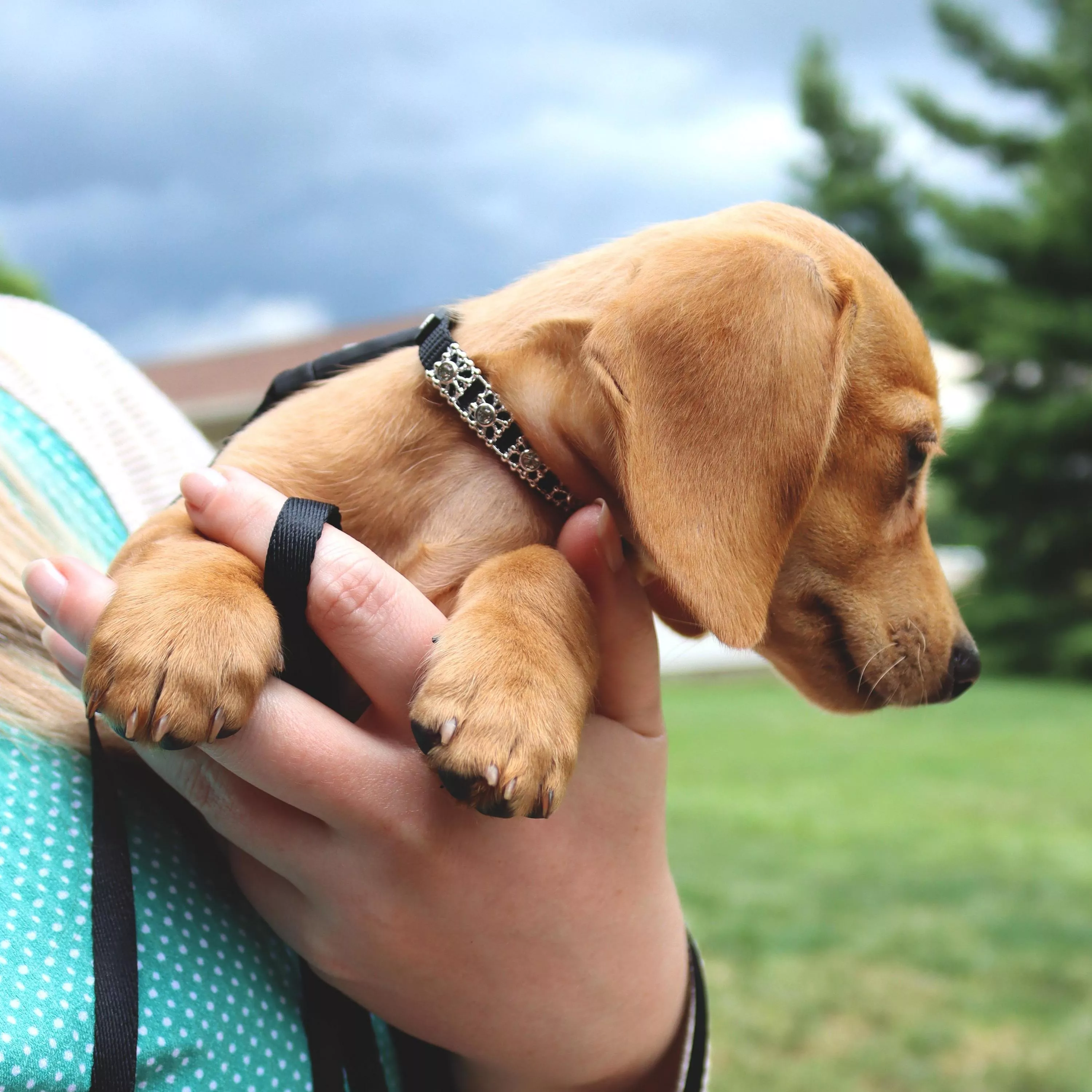 A small light‑brown puppy is held outdoors by a person whose hands and arm are visible. The puppy is wearing a black woven nylon dog collar with a ribbed strap and a decorative silver‑tone metal strip inset with clear, faceted rhinestone‑style jewels. A silver‑tone metal buckle and matching D‑ring are attached at the side. The background includes grass, trees, and a cloudy sky.