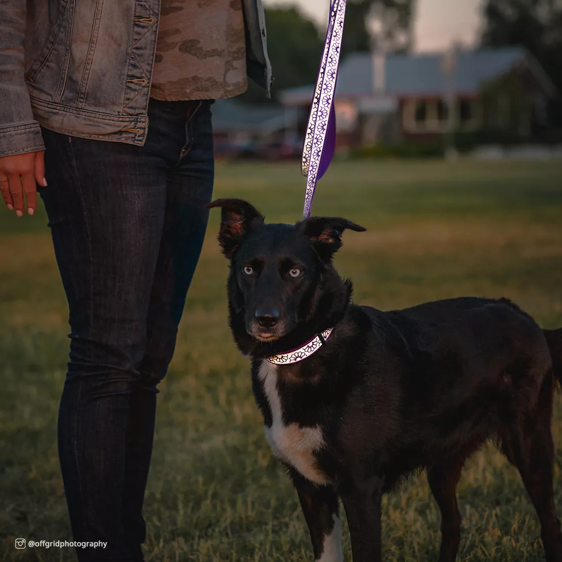 A person is walking a dog outdoors using a purple reflective open‑design leash. The leash features purple webbing with a light‑gray reflective strip cut into repeated daisy‑shaped openings. The silver metal swivel snap is attached to the dog’s purple collar. The background shows grass, shrubs, and natural daylight.