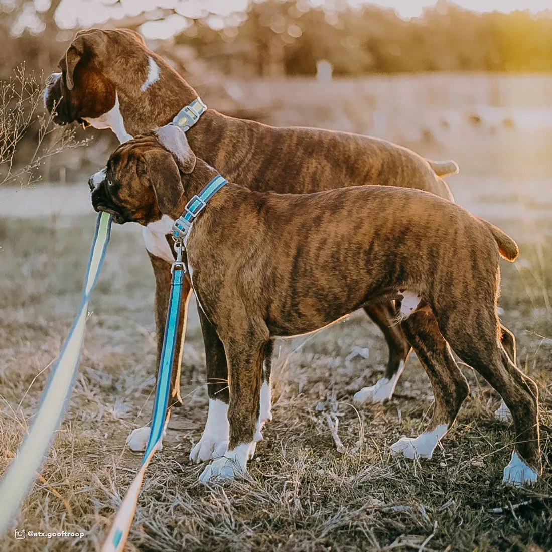 A dog stands on dry grass in an outdoor setting during golden‑hour lighting. The dog is wearing a bright‑blue reflective collar with gray trim. A matching bright‑blue reflective leash with gray edging is attached to the collar’s metal D‑ring. The leash extends upward toward a person whose hand and part of their clothing are visible. The collar strap appears woven with reflective stitching along the edges. The background includes a wire fence, tall grass, and distant trees.