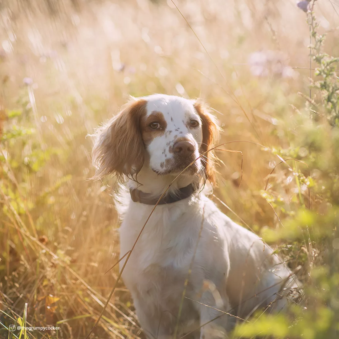 A dog with white fur and light brown spots is outdoors in tall grass wearing a dark blue collar. The collar includes a black plastic buckle and a black slider. Sunlit grass fills the background.