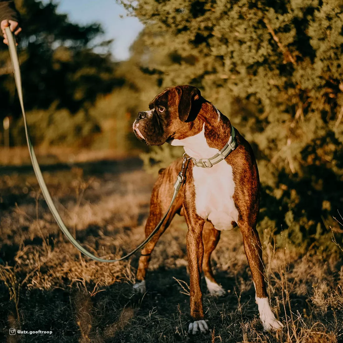 A dog with short brown-and-white fur stands outdoors on dry grass and fallen leaves. The dog wears a bright green reflective collar and a matching bright green leash. Both the collar and the leash include gray hardware components. The leash extends upward to a person out of frame except for their lower body, which shows jeans and shoes. Sunlight filters through surrounding trees and creates warm highlights in the scene.